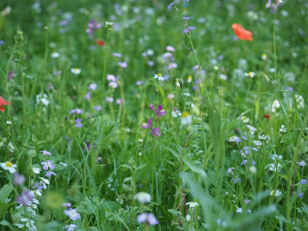 Groen Weidegras Nuttig Als Achtergrond — Stockfoto