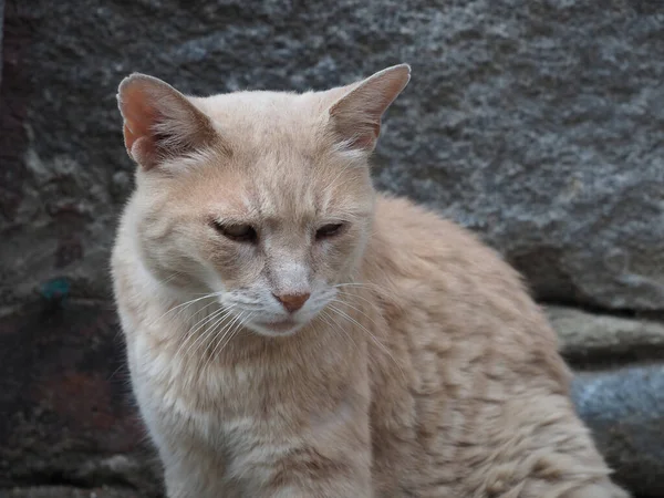 Оранжевый Домашний Кот Домашний Кот Научное Название Felis Catus — стоковое фото