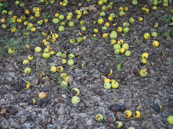 Zielona Gruszka Naukowe Imię Pyrus Wegetariańskie Owoce Żywności — Zdjęcie stockowe