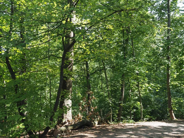 Wilsonuv les translation Wilson Ormanı, Brno, Çek Cumhuriyeti