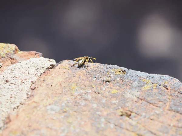 Kopya Alanı Seçici Odağı Olan Tuğla Bir Duvarda Arı Böceği — Stok fotoğraf
