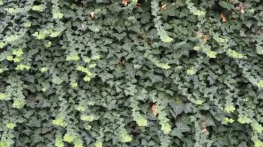 sarmaşık bilimsel adı Hedera bitki bir arka plan olarak kullanışlı