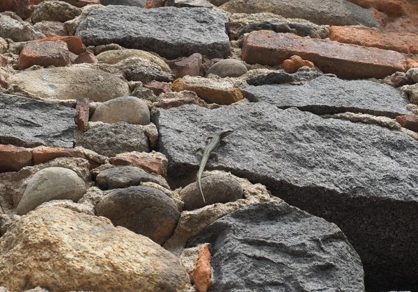 Lizard Scientific Name Lacertilia Animal Class Reptiles Stone Wall – stockfoto