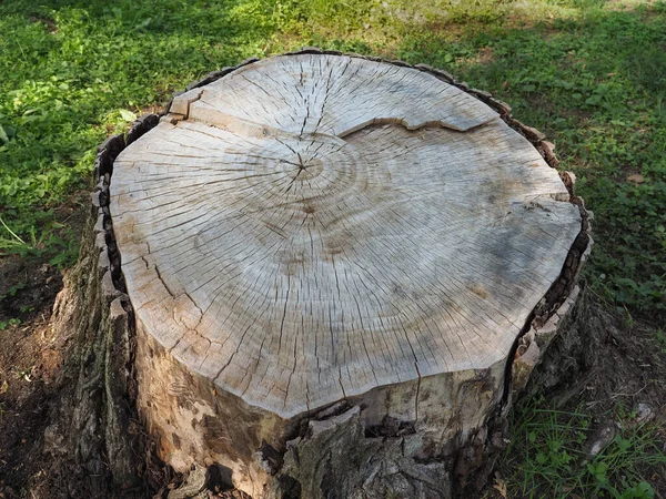 Cross Section Tree Trunk Stump — Stock Photo, Image