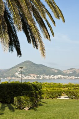 Yeşil palmiye. güneşli manzara. canicular gün