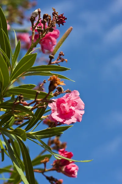 Kvetoucí krásný růžový květ — Stock fotografie