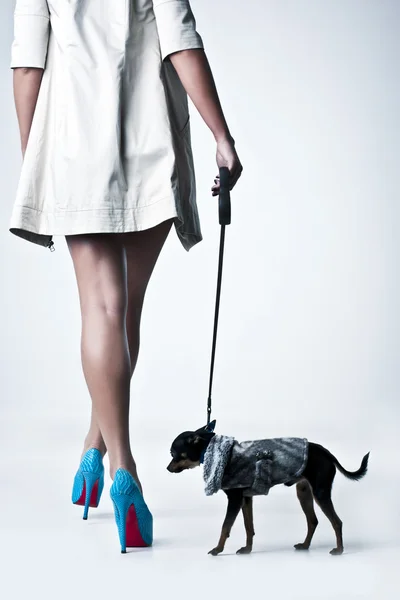 Portret van een vrouw in de studio. kleine hond — Stockfoto
