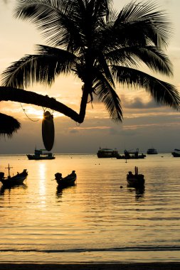 palmiye ağacı ve gün batımında tekne