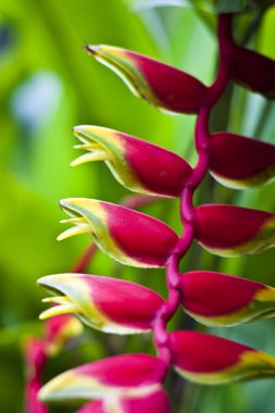 yaban otu, heliconia