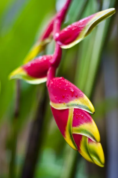 Flor tropical Heliconia — Foto de Stock