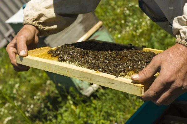 Vue rapprochée des abeilles qui travaillent sur les cellules de miel — Photo