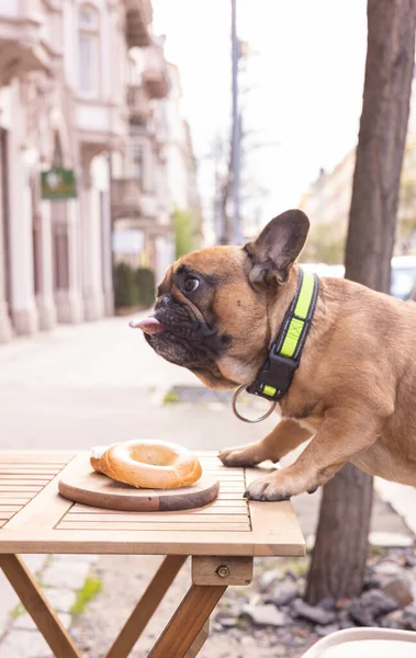 Profile of the French bulldog at a table in a restaurant