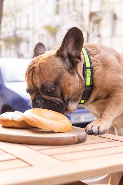 French bulldog eats food. Outdoor