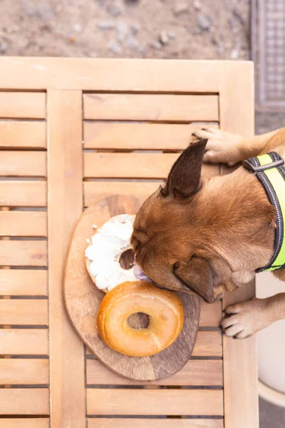 Perro Bagel Con Crema — Foto de Stock