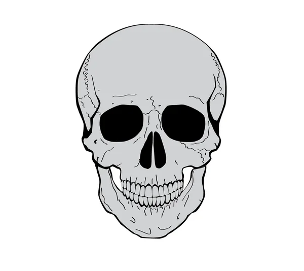 Illustration of a human skull — Stock Vector