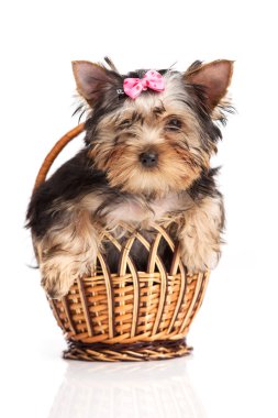 sepet içinde beyaz izole içinde sevimli yorkshire terrier yavru