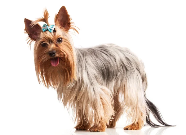Yorkshire terrier dog looking at camera over white — Stock Photo, Image