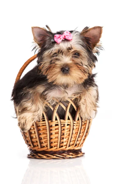 Cão bonito yorkshire terrier em uma cesta isolada sobre branco Imagem De Stock