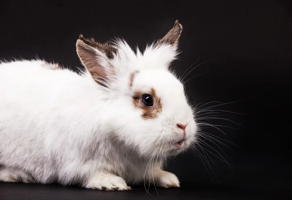 Piccolo coniglio domestico bianco su sfondo nero — Foto Stock