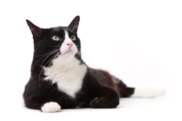 Beyaz arka plan üzerinde güzel siyah ve beyaz kedi — Stok fotoğraf