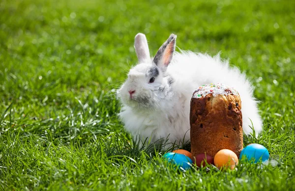 Coniglietto di Pasqua dietro la torta di Pasqua e uova dipinte — Foto Stock