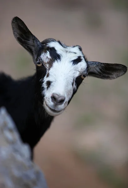 Berggeit tegen onscherpe achtergrond — Stockfoto