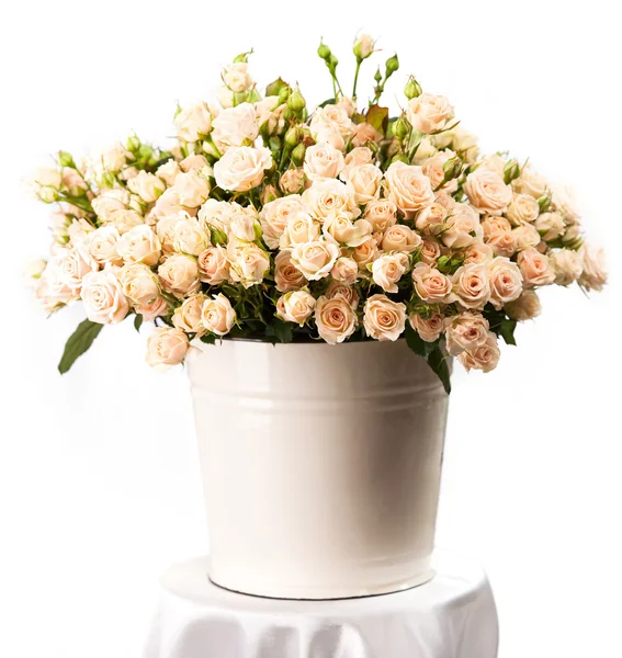Grono kremowe róże w wiadro z farbą na biało — Zdjęcie stockowe