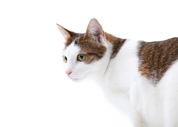 Beyaz izole kedi portresi — Stok fotoğraf