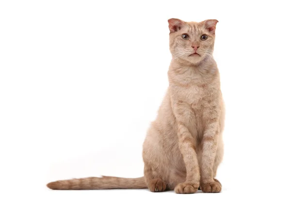 Gato de pelo corto sobre fondo blanco — Foto de Stock