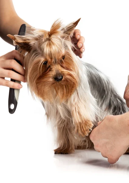 Grooming Yorkshire Terrier with a comb on white — Stock Photo, Image