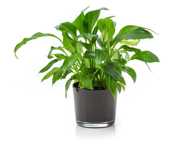 Houseplant in pot over white background. Image for interior design and decoration of home and office.