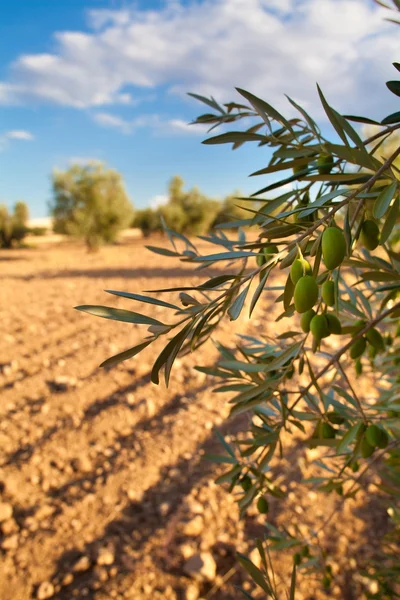 Olive branch — Stockfoto