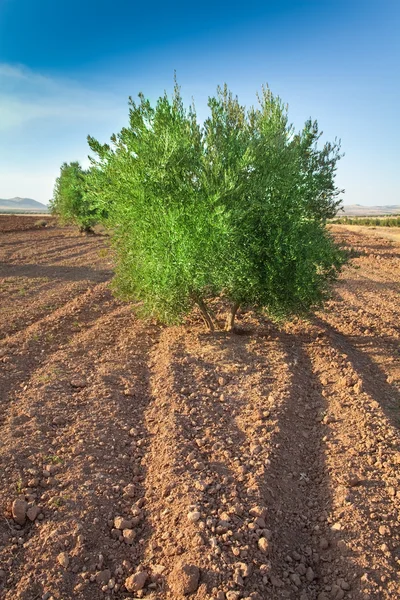 Olijfbomen — Stockfoto