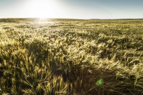 Fältet för korn — Stockfoto
