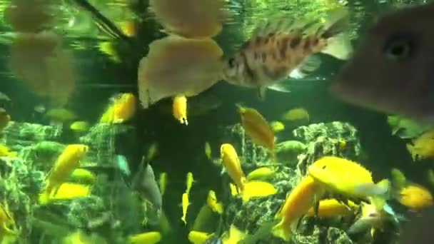 Peixes Diferentes Nadam Grande Aquário Belo Peixe — Vídeo de Stock
