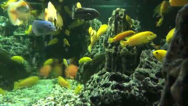 Différents Poissons Nagent Dans Grand Aquarium Beau Poisson — Video