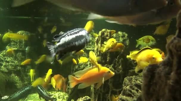 不同的鱼在一个大水族馆里游泳 漂亮的鱼 — 图库视频影像