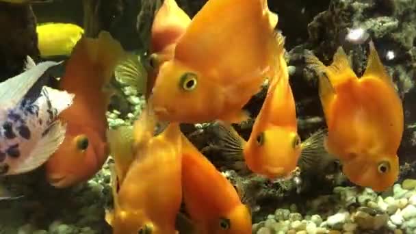Olika Fiskar Simmar Ett Stort Akvarium Vacker Fisk — Stockvideo