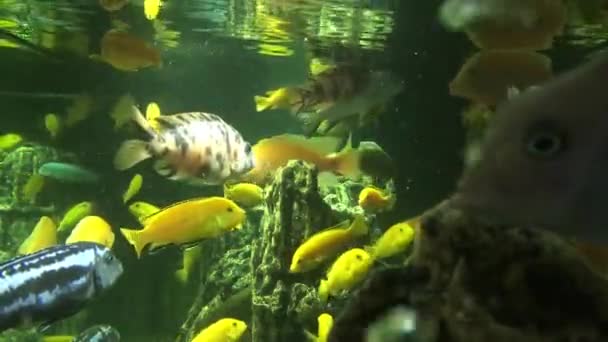 Different Fish Swim Large Aquarium Beautiful Fish — Stock Video