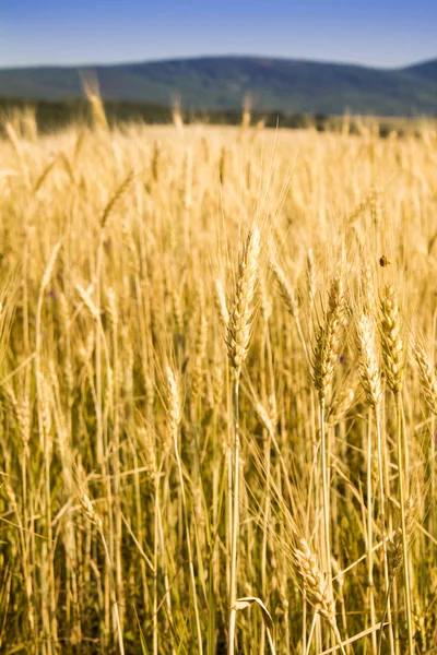 Wheat field — Stock Photo, Image