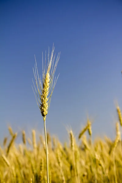 Wheat field — Stock Photo, Image