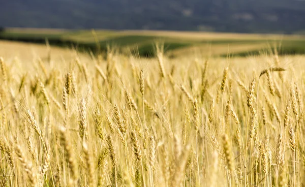 Wheat field — Stock Photo, Image