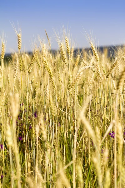 Wheat field — Stock Photo, Image