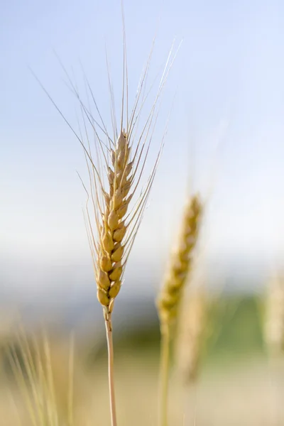 Wheat field — Stock Photo, Image