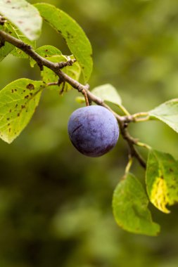bir ağaç üzerinde Erik