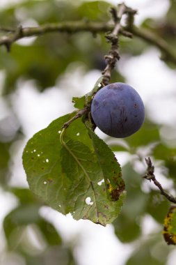 bir ağaç üzerinde Erik