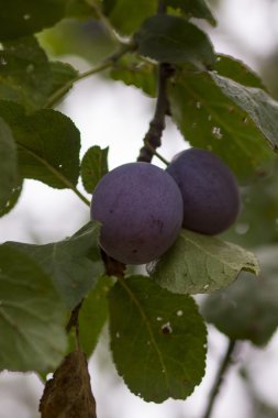 bir ağaç üzerinde Erik