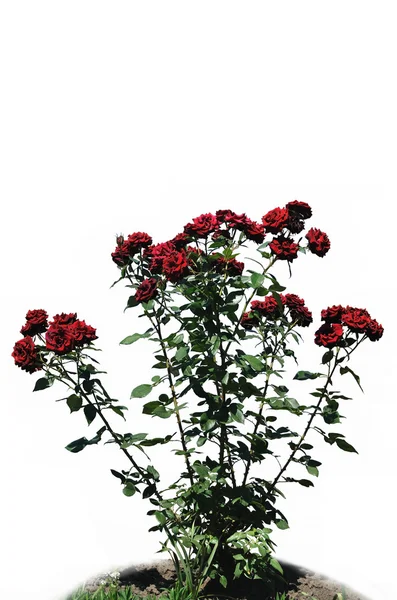 The bush of red rose against white background — Stock Photo, Image