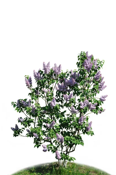 Le buisson de lilas sur fond blanc — Photo