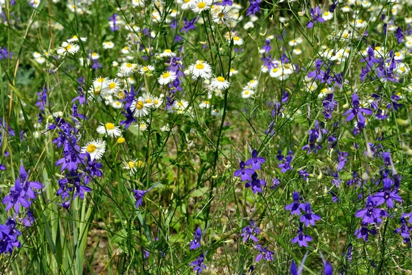 Die wild blühenden Pflanzen — Stockfoto